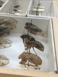 On Display: The Art, Science, and Significance of Specimens @ Juniata College Museum of Art